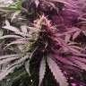 урожайные семена конопли Auto Kush feminised GanjaLiveSeeds урожайные семена конопли Auto Kush feminised GanjaLiveSeeds