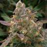 Качественные семена конопли Auto Big Devil XL feminised Ganja Seeds