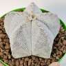 Купить семена кактуса Astrophytum myriostigma cv. Onzuka Купить семена кактуса Astrophytum myriostigma cv. Onzuka