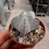 Недорогие семена кактуса Astrophytum myriostigma cv. Onzuka Недорогие семена кактуса Astrophytum myriostigma cv. Onzuka