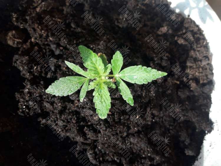 photo_2021-09-01_14-57-27.750x0 Auto Blueberry feminised Ganja Seeds semena kypit, ceni poshtychno v Ykraine,  otzivi  — internet-magazin GanjaSeeds 