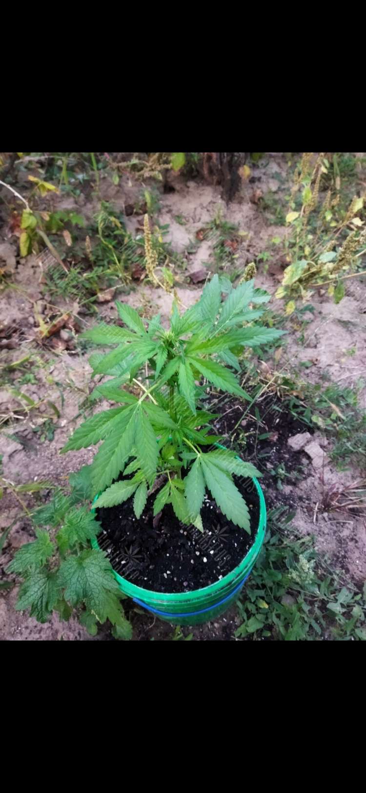 Screenshot_2023-09-17-19-55-07-985_com.miui.gallery.750x0 Auto Gagarin 2 feminised Ganja Seeds semena kypit, ceni poshtychno v Ykraine,  otzivi  — internet-magazin GanjaSeeds 