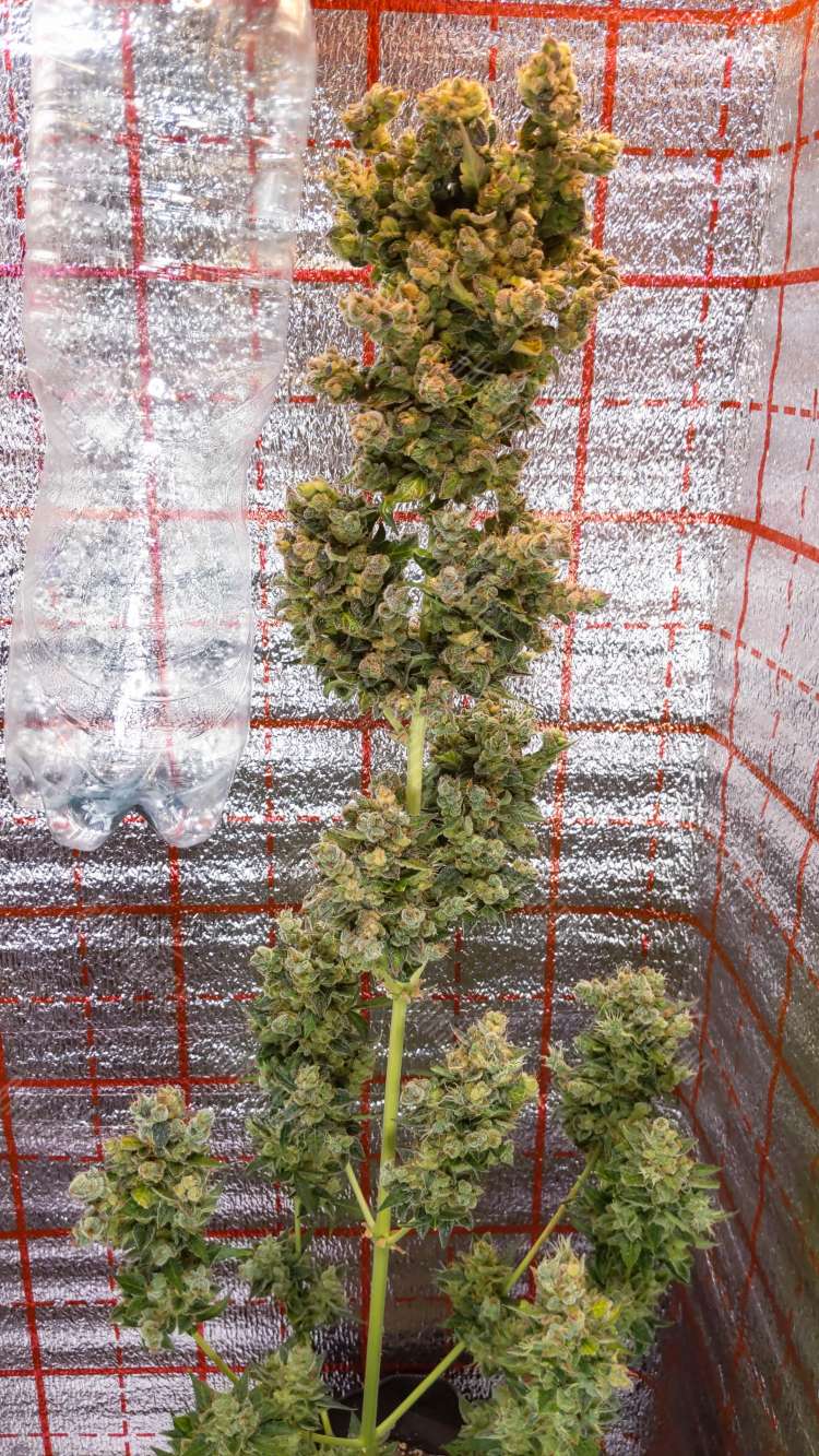 IMG_20221016_234207_2.750x0 Auto Hindu Kush feminised Ganja Seeds semena kypit, ceni poshtychno v Ykraine,  otzivi  — internet-magazin GanjaSeeds 