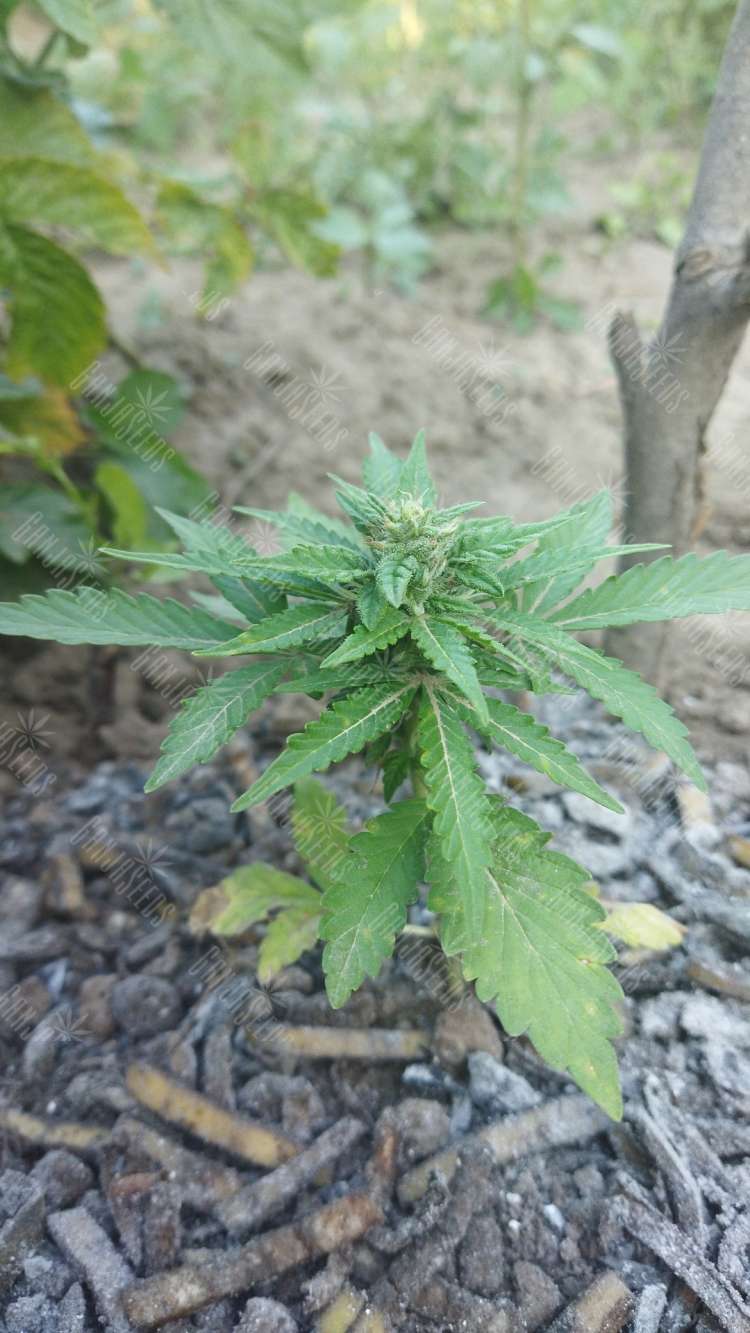 IMG_20230813_191008_161.750x0 Auto Opium feminised Ganja Seeds semena kypit, ceni poshtychno v Ykraine,  otzivi  — internet-magazin GanjaSeeds 