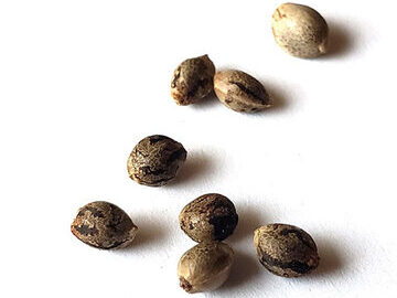 user-photo-social Auto White Widow feminised Ganja Seeds otzivi 