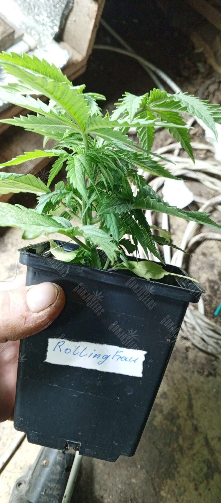 IMG_20240509_191806_685.750x0 Rolling Frau feminised Ganja Seeds semena kypit, ceni poshtychno v Ykraine,  otzivi  — internet-magazin GanjaSeeds 25 Д.О.К.