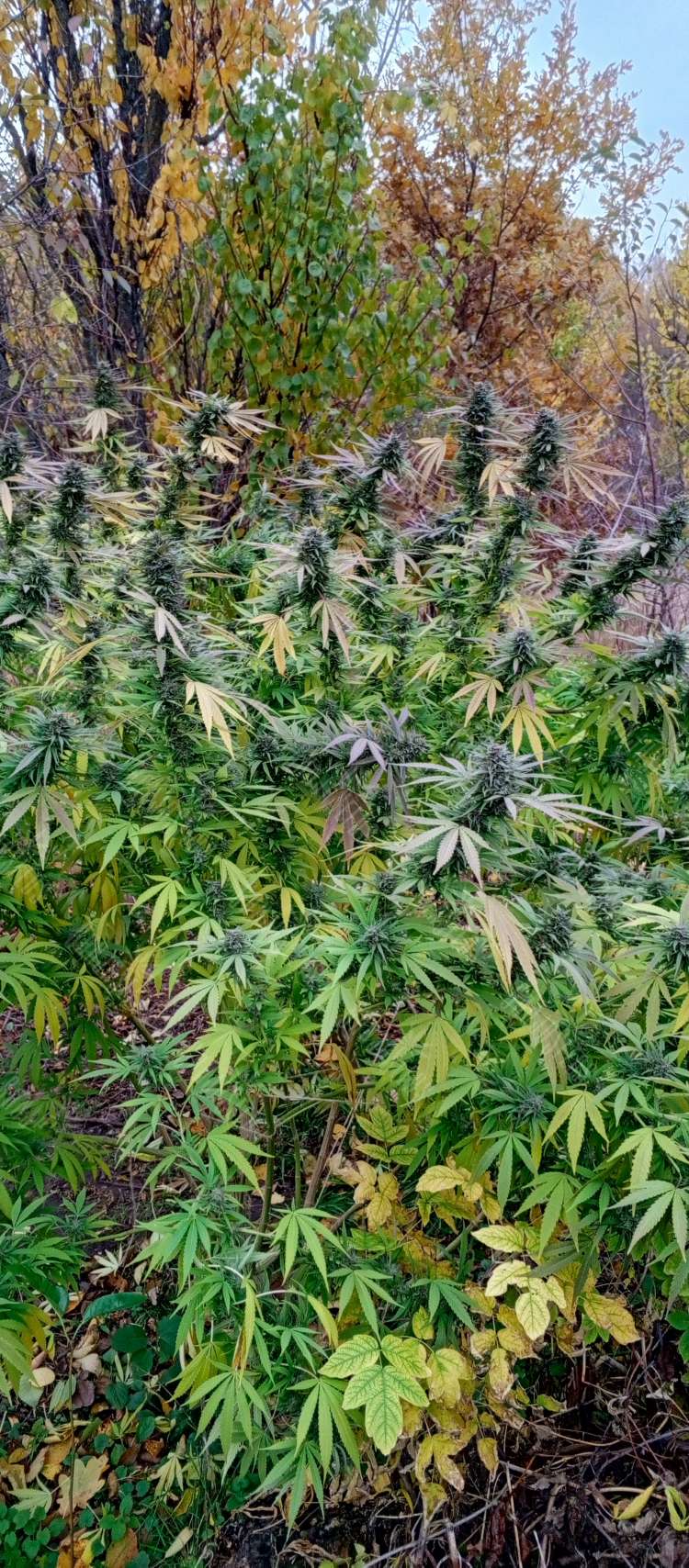 IMG_20241101_151244_012.750x0 Rolling Frau feminised Ganja Seeds semena kypit, ceni poshtychno v Ykraine,  otzivi  — internet-magazin GanjaSeeds 