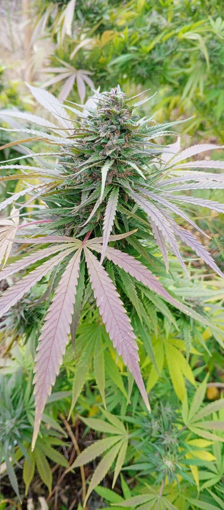 IMG_20241101_151310_862.750x0 Rolling Frau feminised Ganja Seeds semena kypit, ceni poshtychno v Ykraine,  otzivi  — internet-magazin GanjaSeeds 