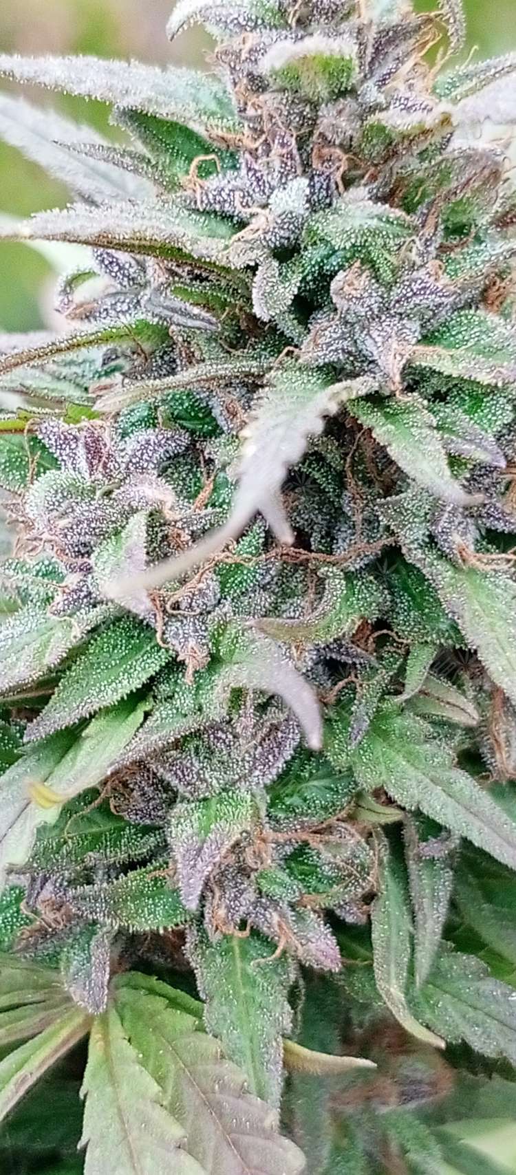 IMG_20241101_151339_479.750x0 Rolling Frau feminised Ganja Seeds semena kypit, ceni poshtychno v Ykraine,  otzivi  — internet-magazin GanjaSeeds 