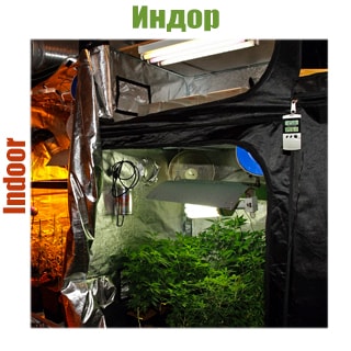 indoor Indoor (indor) sorta konopli kypit semena, ceni v Kieve i Ykraine – GanjaSeeds | Stranica 35 Семена конопли для Indoor