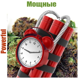 power-cannabis Moshnie sorta konopli kypit semena, ceni v Kieve i Ykraine – GanjaSeeds | Stranica 31 Мощные сорта марихуаны