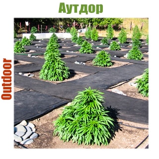 outdoor Kypit aytdor (outdoor) semena konopli kypit, ceni na dlya otkritogo grynta na ylice v Kieve i Ykraine – GanjaSeeds | Stranica 35 Outdoor семена сортов для улицы