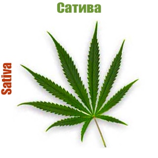 sativa Sativa | Semena Marihyani | GanjaSeeds Ykraina  Sativa, GanjaSeeds.com.ua Семена конопли сатива