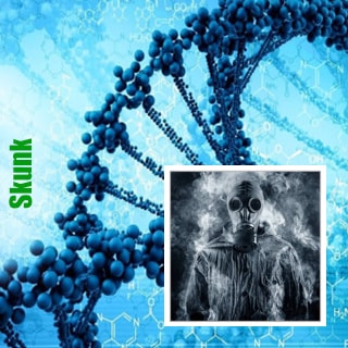 Skunk-min  Skunk | Genetika  Marihyanni  |  Magazin GanjaSeeds Skunk, GanjaSeeds.com.ua генетика Skunk
