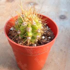 the-plant-farm-cactus-trichocereus-candicans-2-2515257524329.0x288 Streinov gallucinogennih gribov ot sporovogo banka Gribo4ek otpechatok spor, streinov gallucinogennih gribov Trichocereus candicans