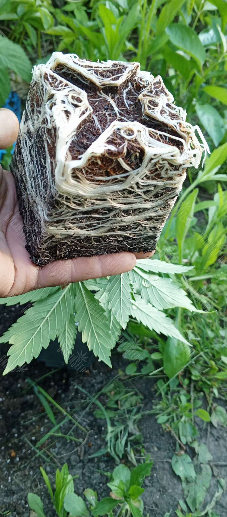 IMG_20240508_184153_932.750x0 Black Russian feminised Ganja Seeds nasinnya kypiti, cini poshtychno v Ykrajni, vidgyki — internet-magazin GanjaSeeds 