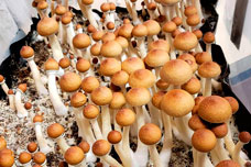 Що можна приготувати з псилоцибінових грибів