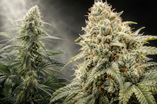 White Widow: минуле, сьогодення та майбутнє культового сорту