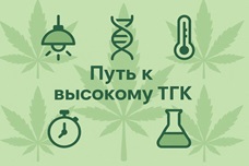 Как повысить уровень ТГК: от генетики до технологии выращивания