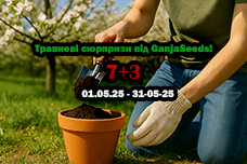 Травневі сюрпризи від GanjaSeeds!