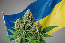 Легалізація канабісу в Україні