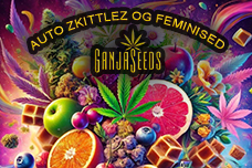 Auto Zkittlez OG feminised GanjaSeeds - баланс індики та сативи