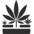 Низькі сорти марихуани насіння