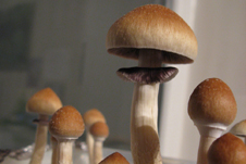 Спори галюциногенних грибів