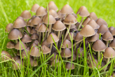 Вирощування псилоцибінових грибів на вулиці