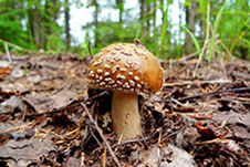 Захоплююча історія псилоцибінових грибів