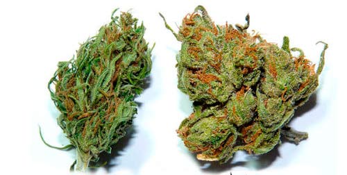 Слева шишки Сативы, справа Индики Слева шишки Сативы, справа Индики