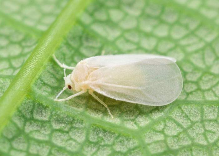 Белокрылка Белокрылка