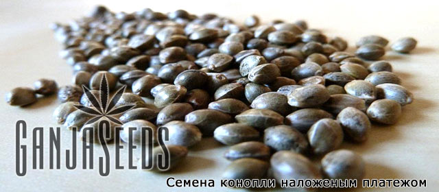 Семена конопли, наложенный платеж Семена конопли, наложенный платеж