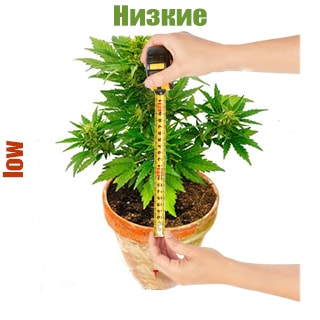 Семена конопли низких сортов Семена конопли низких сортов