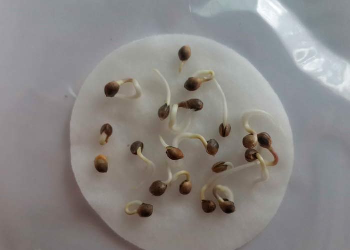 Проклюнуті насіння канабісу в ватяних дисках