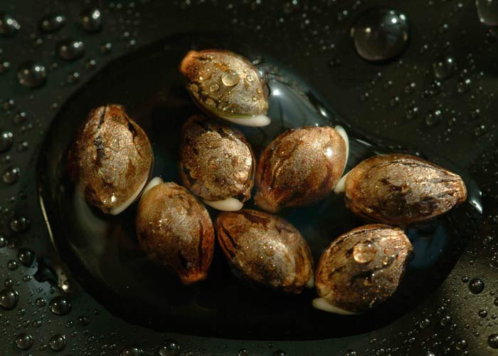 Проклюнувшиеся семена каннабиса Проклюнувшиеся семена каннабиса