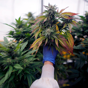 Автоцветущие регулярные сорта конопли Автоцветущие регулярные сорта конопли