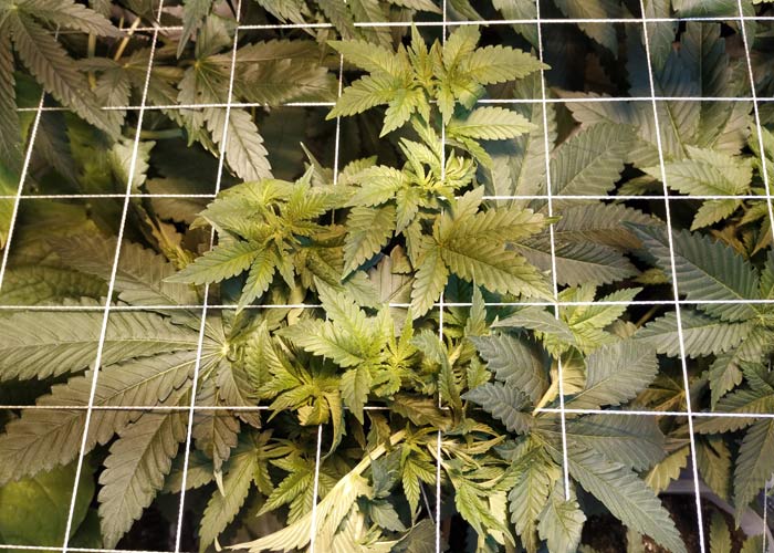 Зеленый экран Зеленый экран