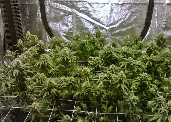 Равномерное распределение шишек при технике "Экран зелени" Равномерное распределение шишек при технике "Экран зелени"