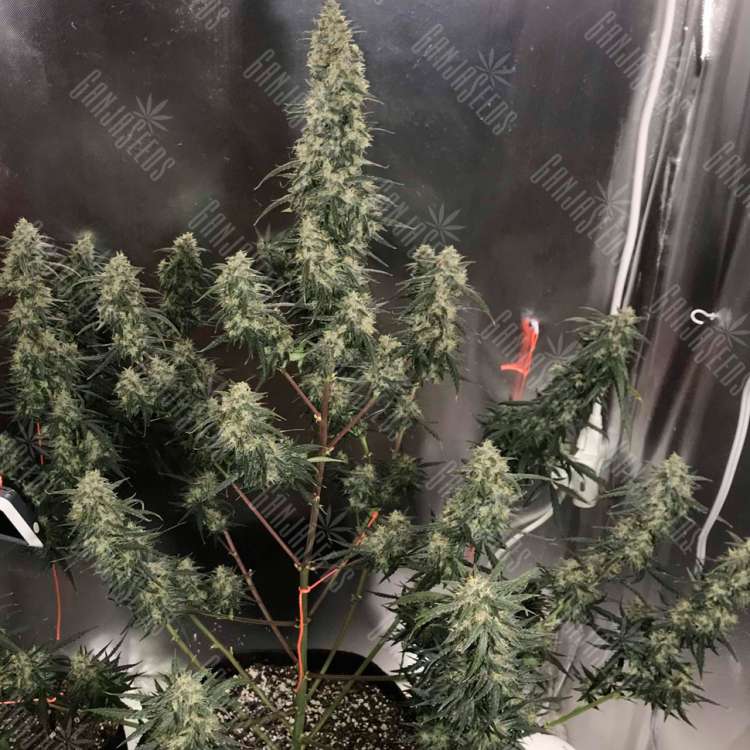 Недорогие семена конопли Auto Gagarin 2 feminised Ganja Seeds Недорогие семена конопли Auto Gagarin 2 feminised Ganja Seeds