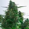 Недорогие семена марихуаны Auto Gagarin 2 feminised Ganja Seeds Недорогие семена марихуаны Auto Gagarin 2 feminised Ganja Seeds