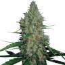 заказать семена конопли наложенным платежом G13 feminised заказать семена конопли наложенным платежом G13 feminised