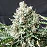 заказать семена конопли почтой G13 feminised заказать семена конопли почтой G13 feminised