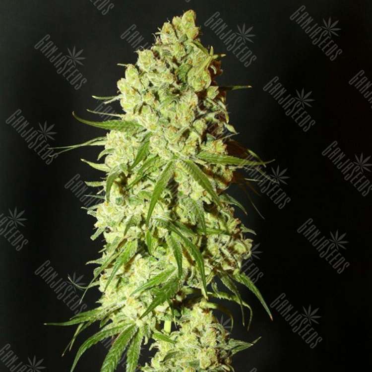 заказать хорошие семена конопли G13 feminised заказать хорошие семена конопли G13 feminised