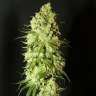заказать хорошие семена конопли G13 feminised заказать хорошие семена конопли G13 feminised