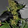 купить семена конопли недорого G13 feminised купить семена конопли недорого G13 feminised