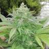 купить семена конопли феминизированные G13 feminised купить семена конопли феминизированные G13 feminised