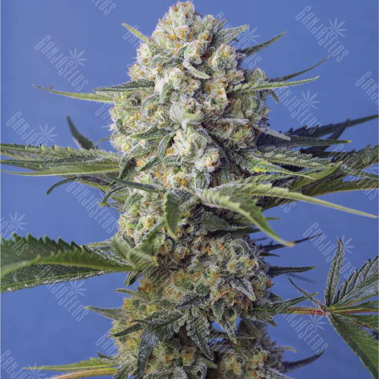 Семена Auto Crystal Candy feminised Fast Version Ganja Seeds
