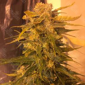 Семена каннабиса Cream Mandarine feminised Ganja Seeds Fast Version