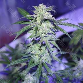 Семена конопли Auto AK 47 feminised Ganja Seeds